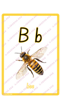 Learning Flash Card B | Bee
