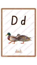 Learning Flash Card D | Duck