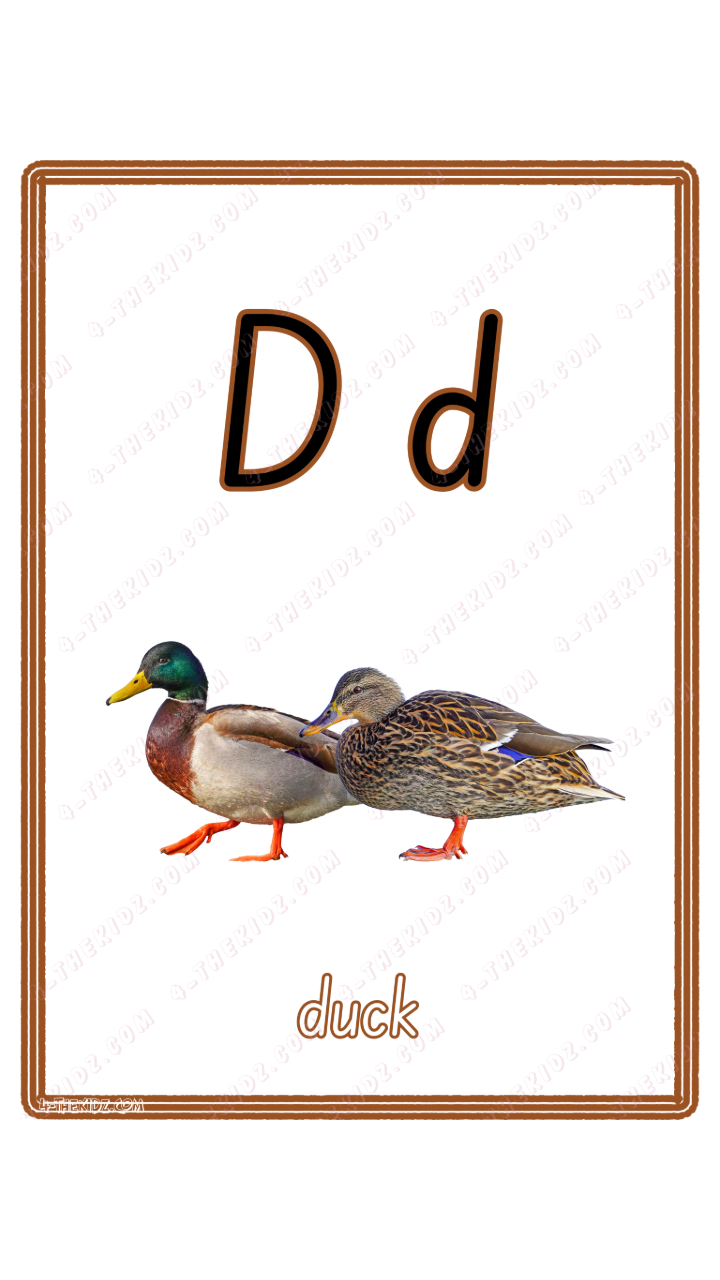 Learning Flash Card D | Duck 0-6YO